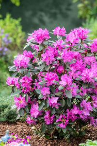 Bild von Rhododendron